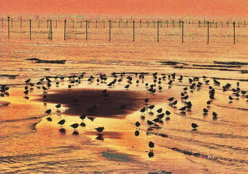 夕陽の干潟「海鳥」