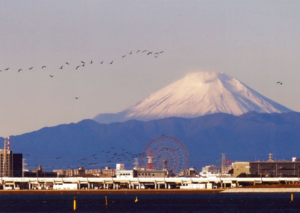 富士山とカワウの大群