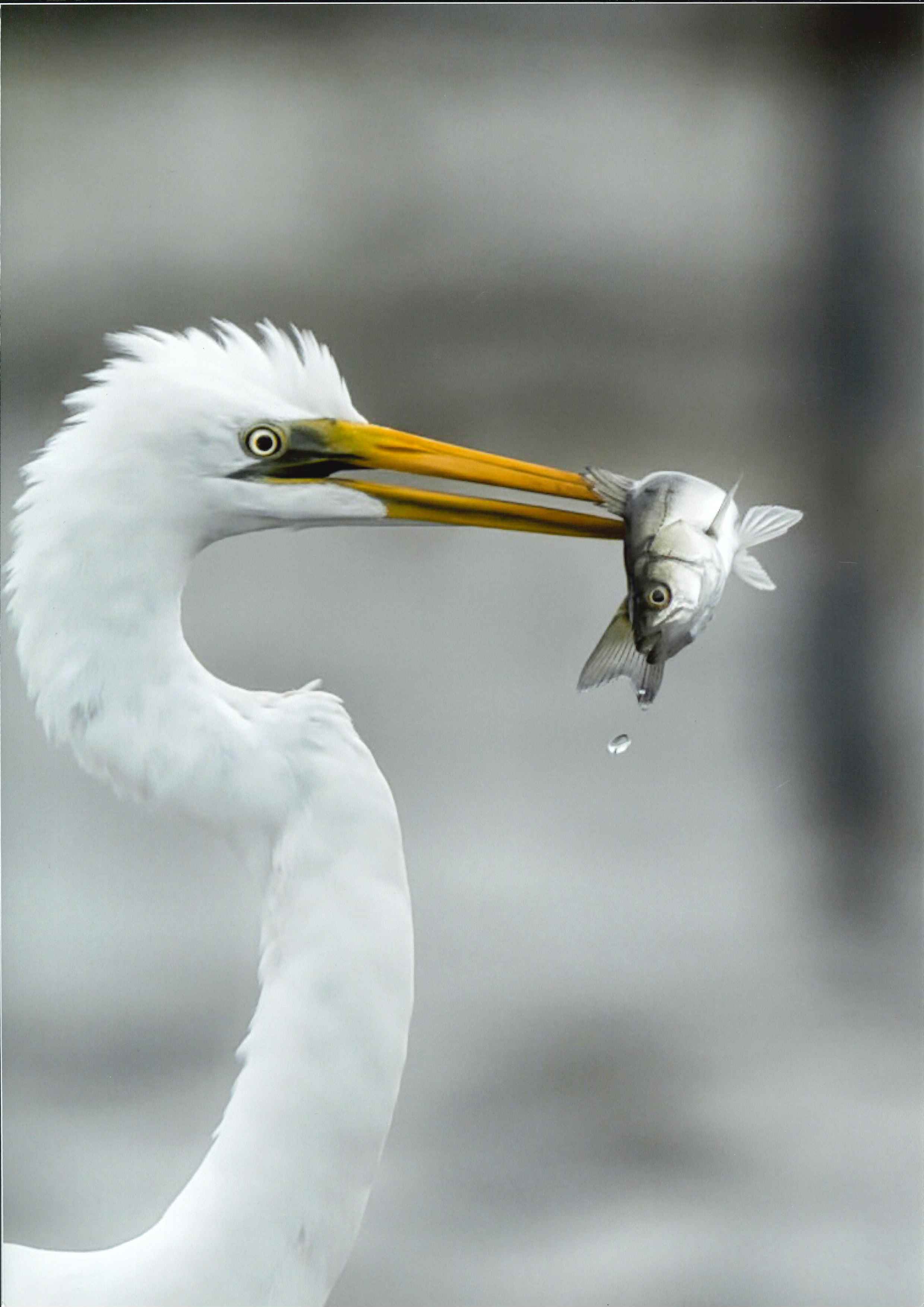 吾妻 君彦さん「静寂を破る大物」
