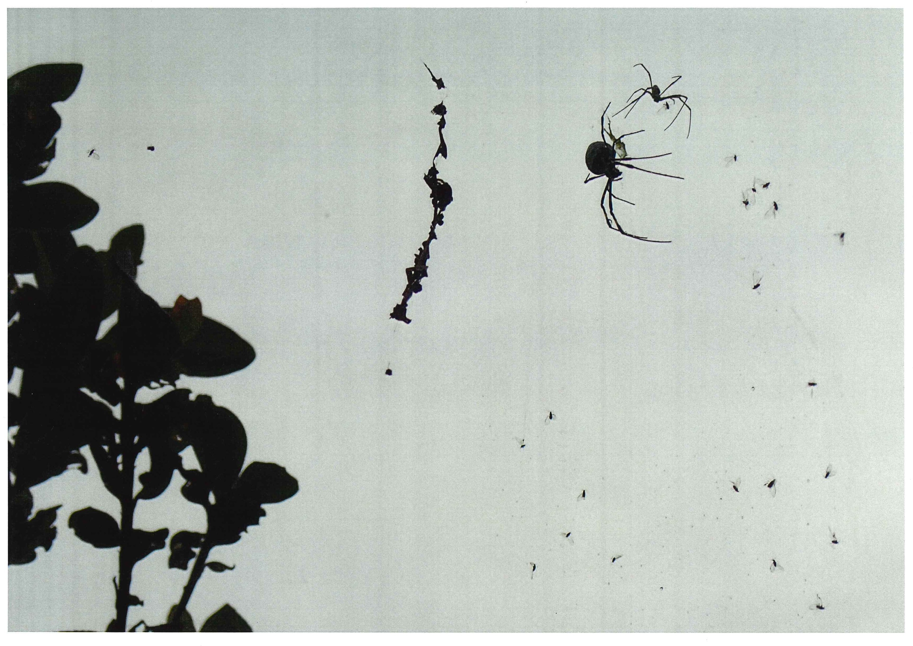 北林 俊思さん「空に浮かび上がる２匹のクモ」