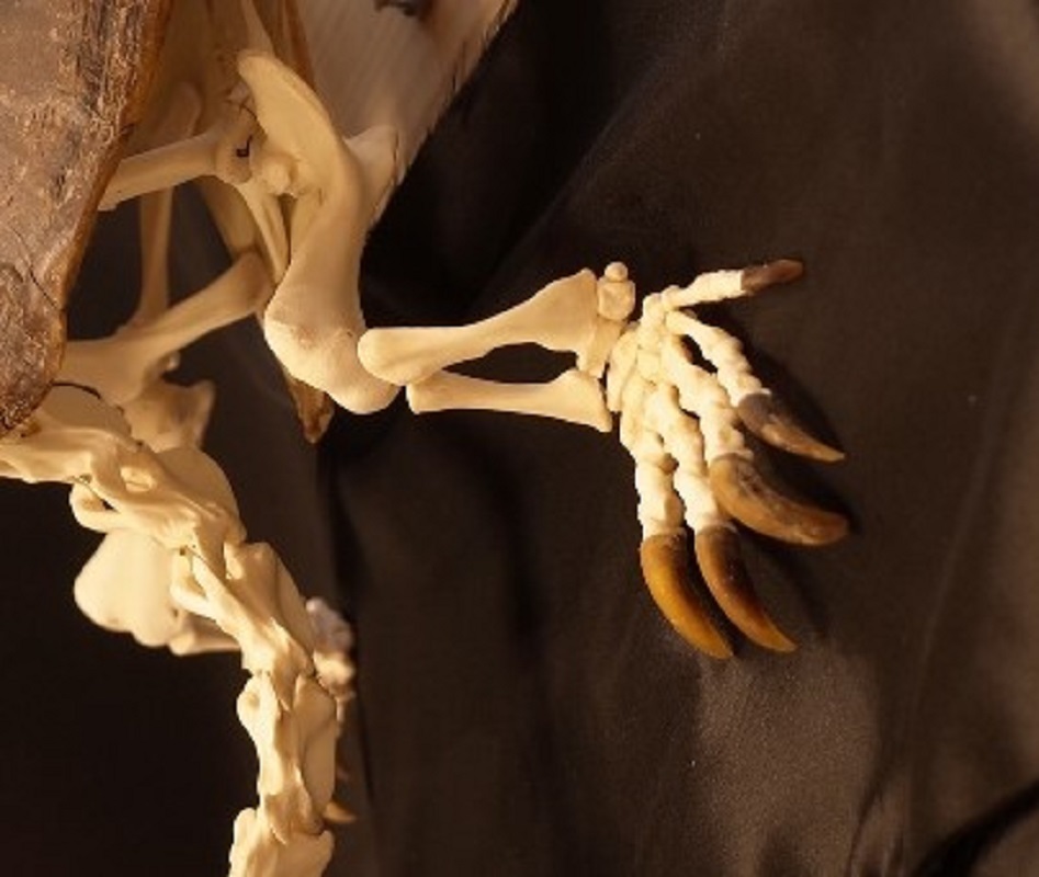 骨格標本の拡大写真