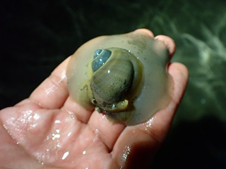 手の上のサキグロタマツメタ