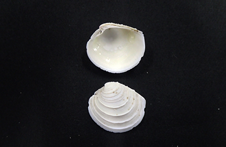 殻の成長線に沿って盛り上がりが何条も走っている、白い二枚貝