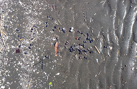 海岸に集まって落ちているシジミの貝がら