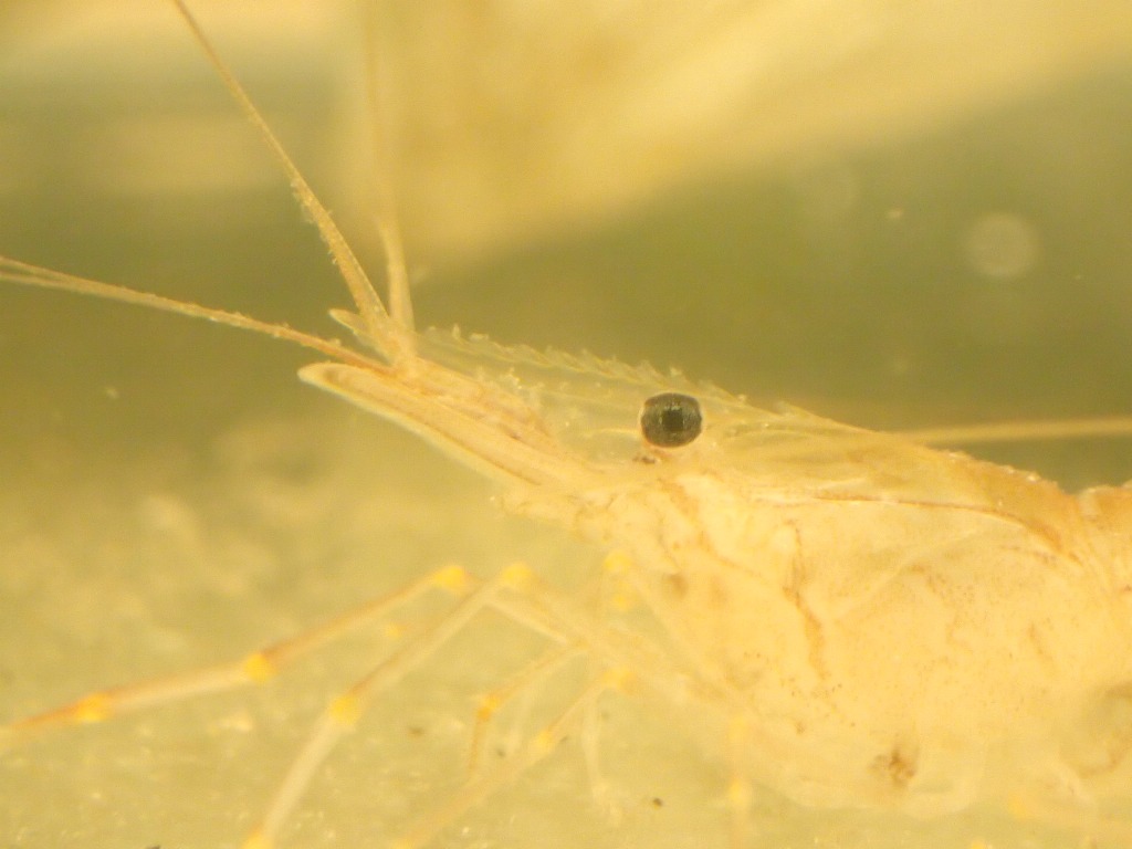 ユビナガスジエビ ふなばし三番瀬海浜公園 ふなばし三番瀬環境学習館