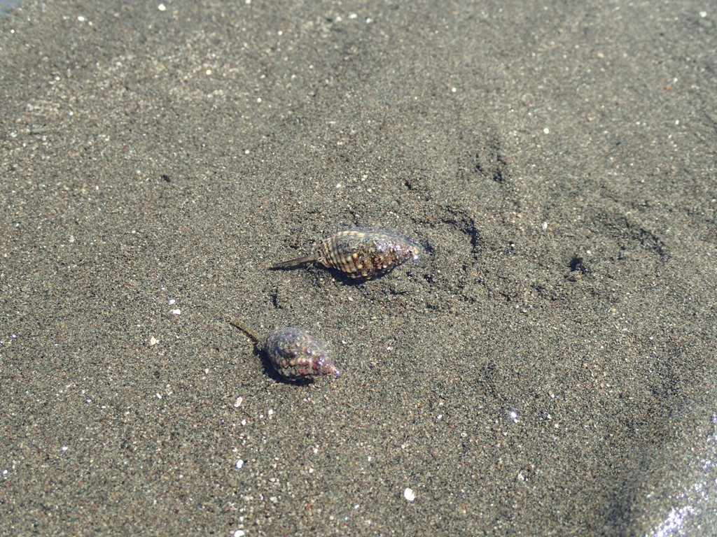 アラムシロ｜ふなばし三番瀬海浜公園・ふなばし三番瀬環境学習館