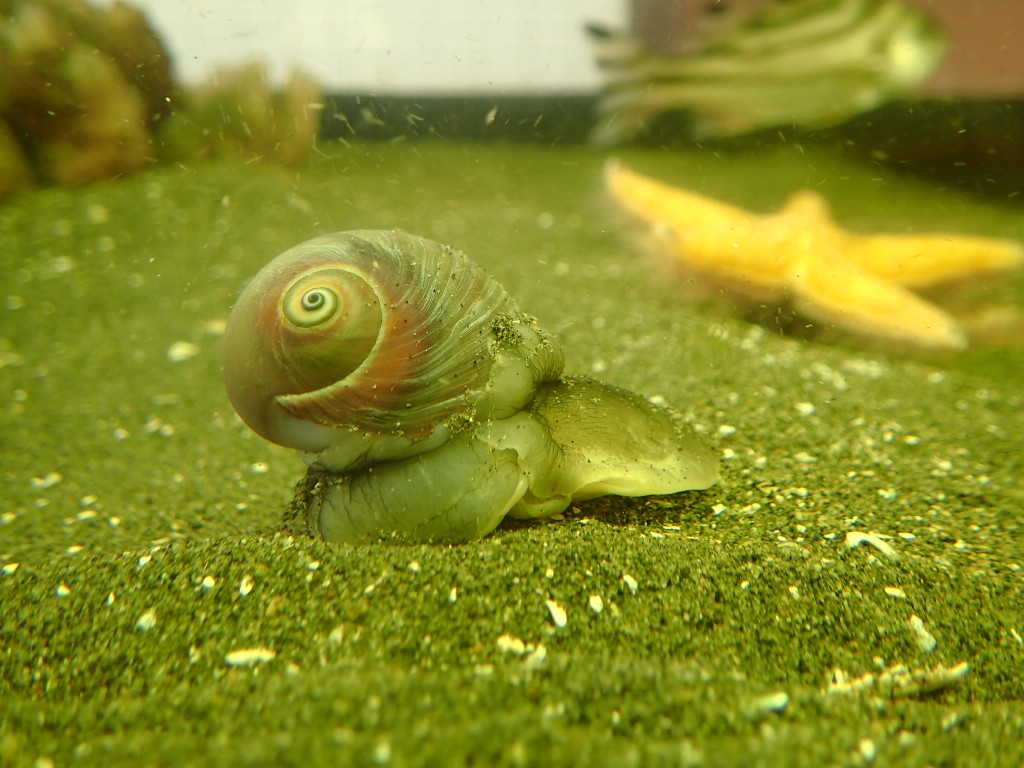 ツメタガイ ふなばし三番瀬海浜公園 ふなばし三番瀬環境学習館