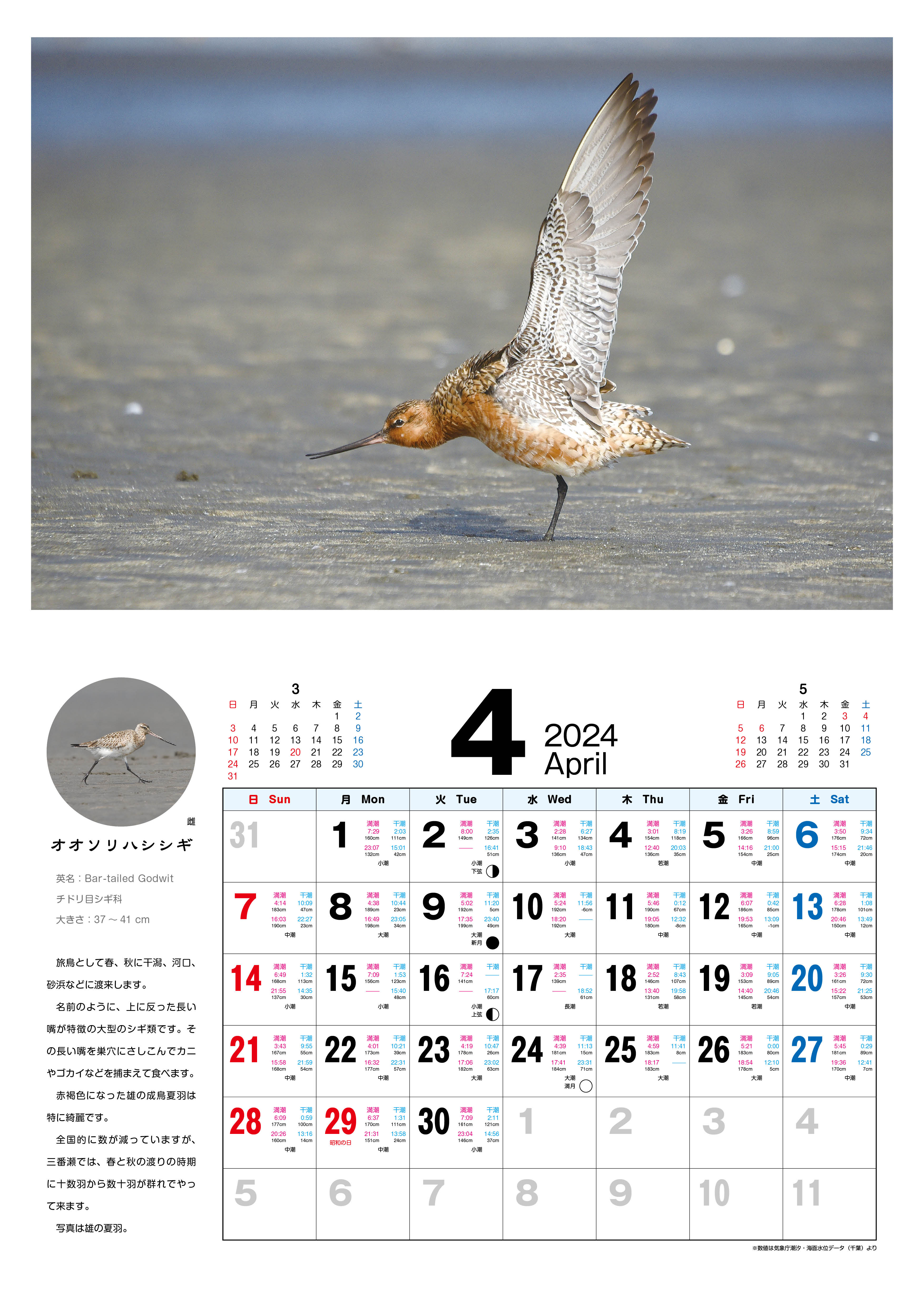 野鳥カレンダー2024４月